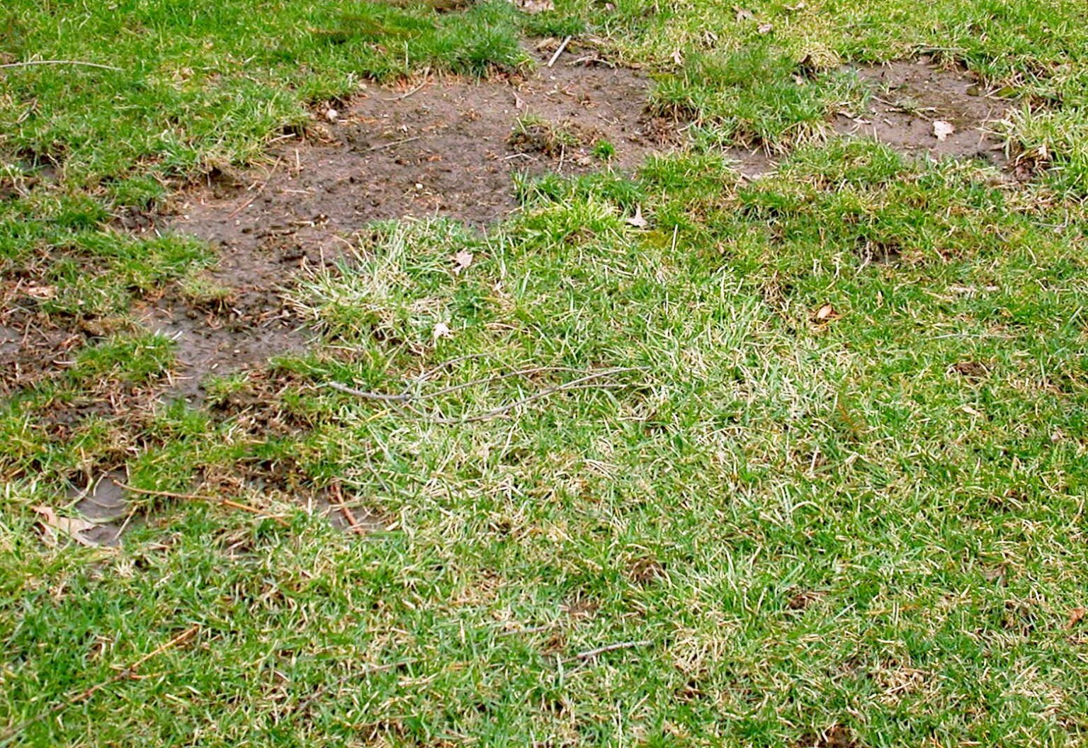 Top Grass Varieties For Muddy Areas Best Grass For Muddy Areas