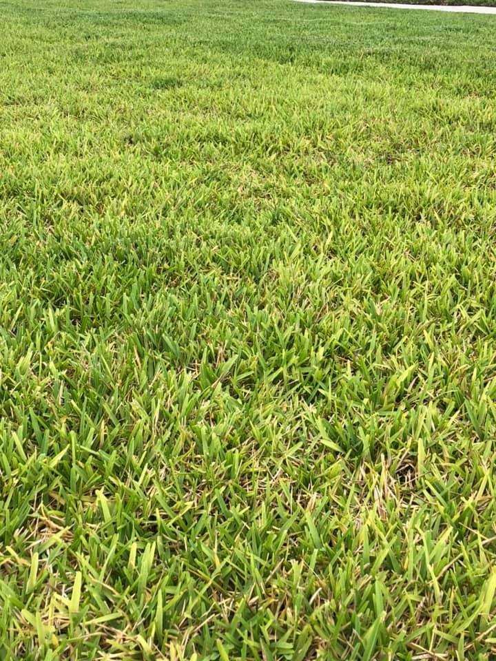 How To Fix Root Rot In St. Augustine Grass A Comprehensive Guide