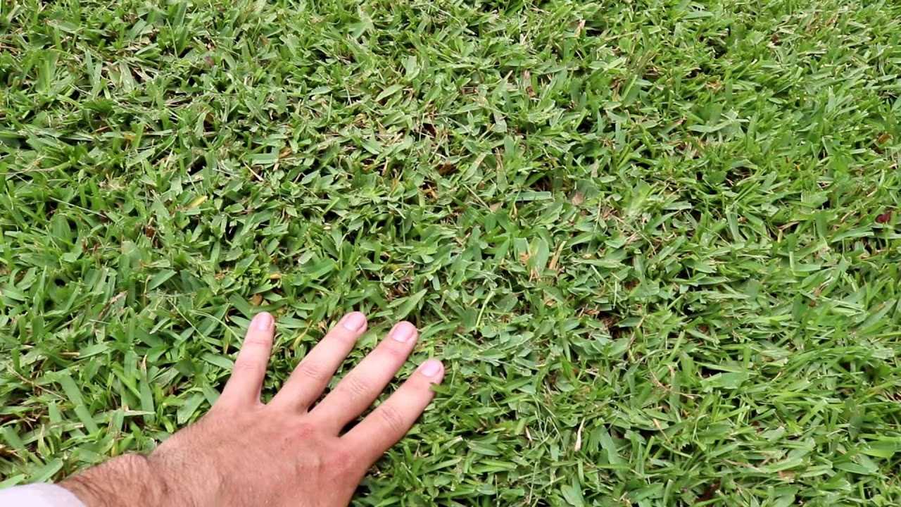 Master The Art Of Cutting St Augustine Grass Tips And Techniques