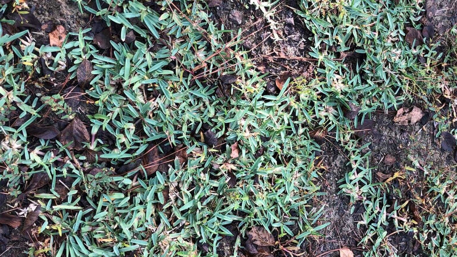 How To Prevent St. Augustine Grass From Spreading