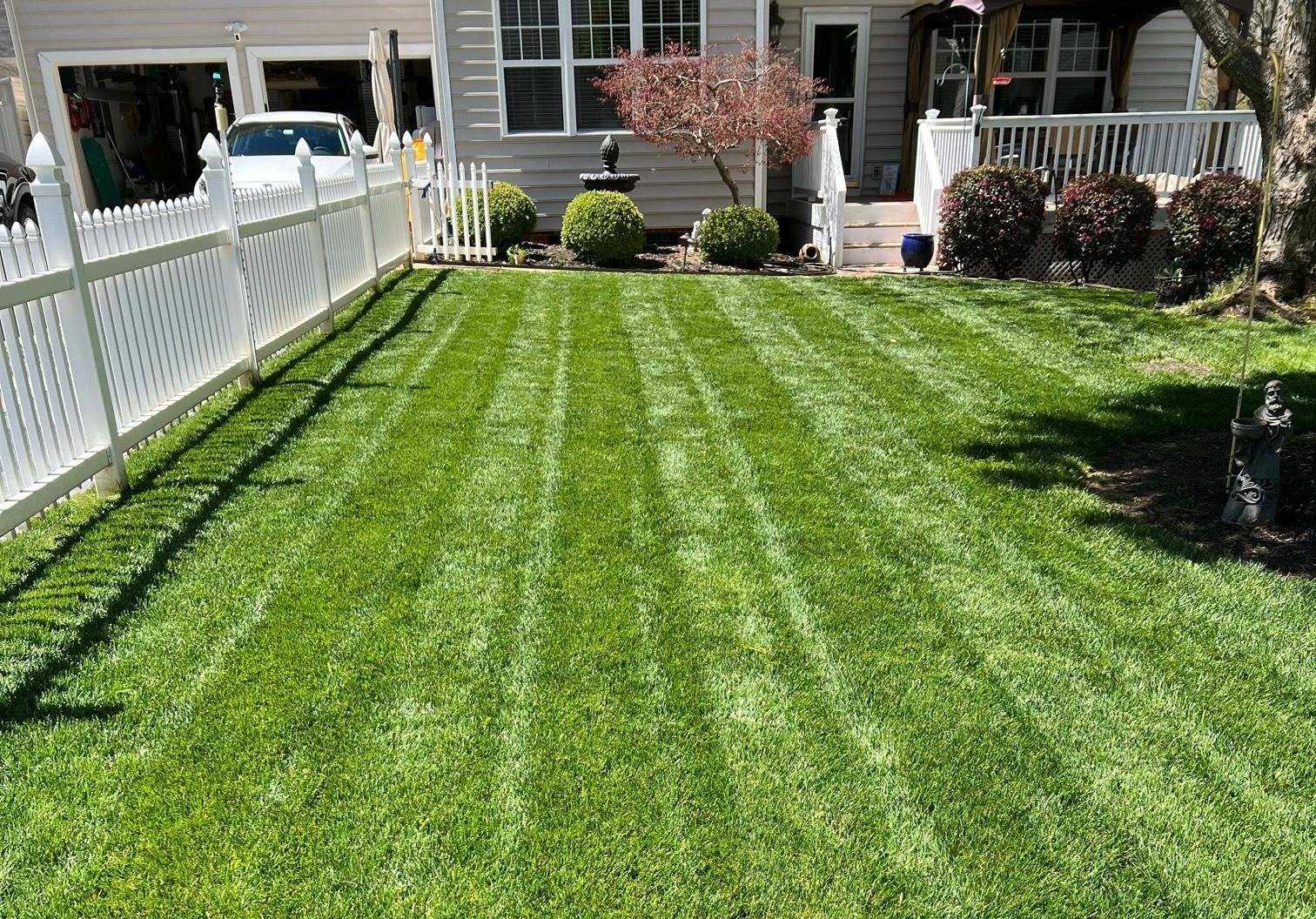 What Does A Tall Fescue Lawn Look Like: A Visual Guide | LawnHelpful.com