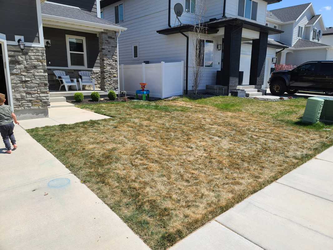 When Does Kentucky Bluegrass Go Dormant?