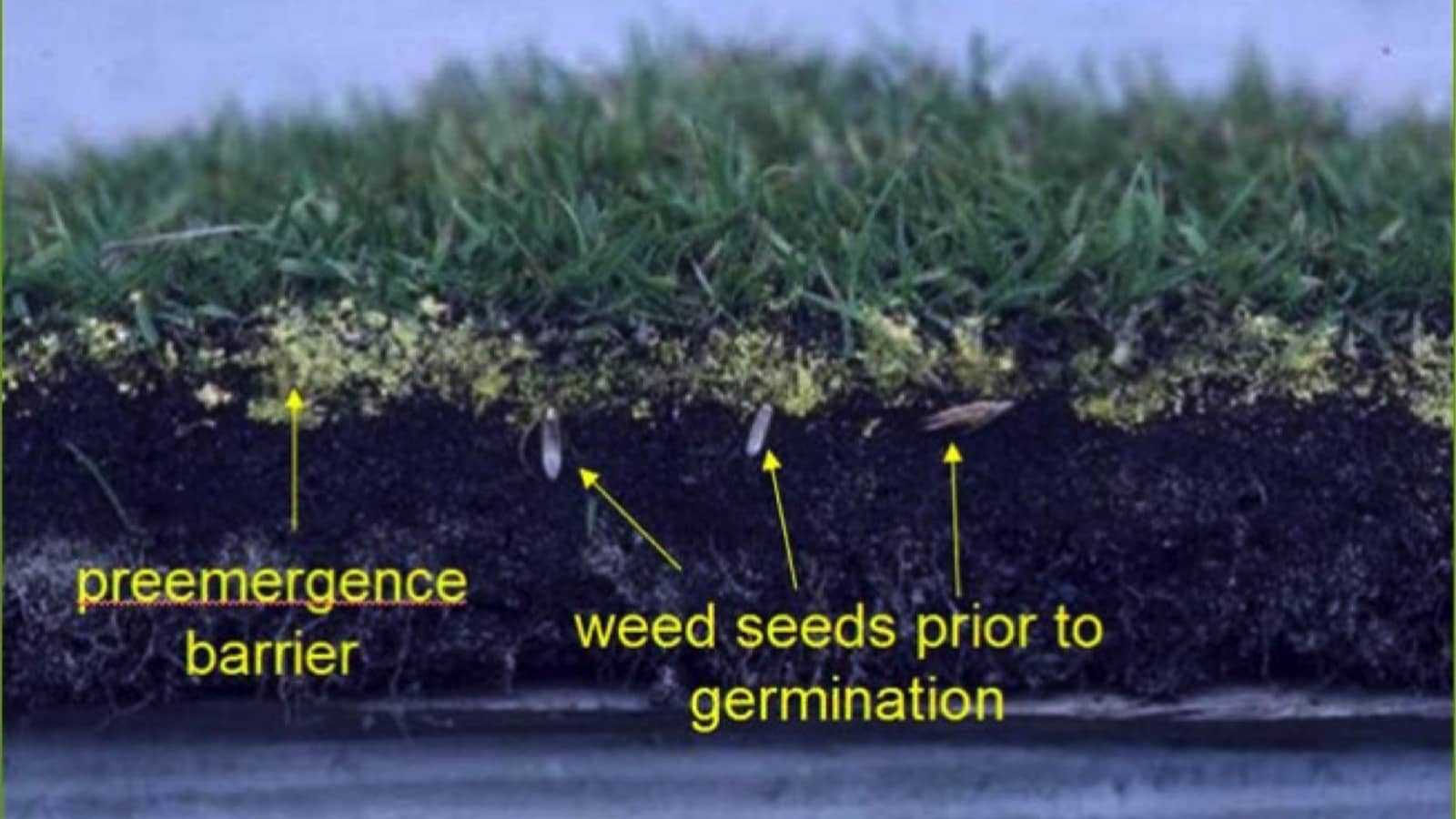 Applying Crabgrass Preventer In The Fall Expert Advice