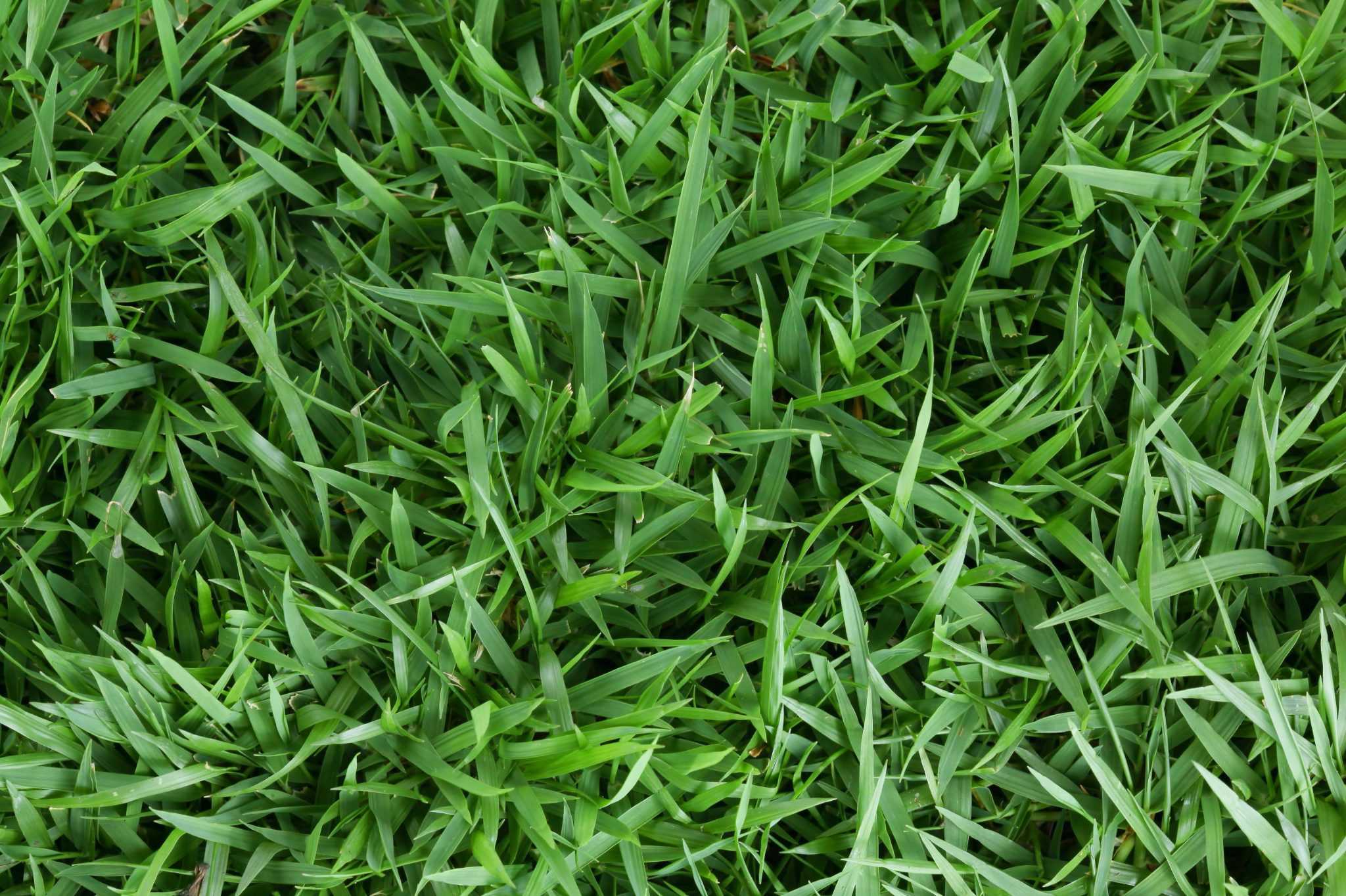 What Does Zoysia Grass Look Like A Visual Guide