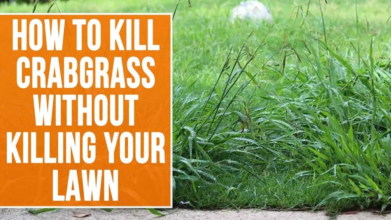 Can Vinegar Kill Crabgrass? Find Out Now!