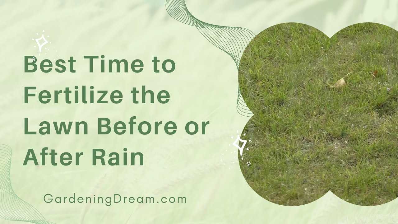 The Best Time To Fertilize Lawn Before Or After Rain