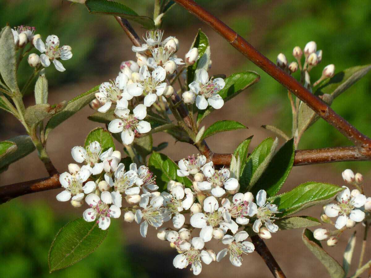 Best Native Plants Virginia Beach A Comprehensive Guide