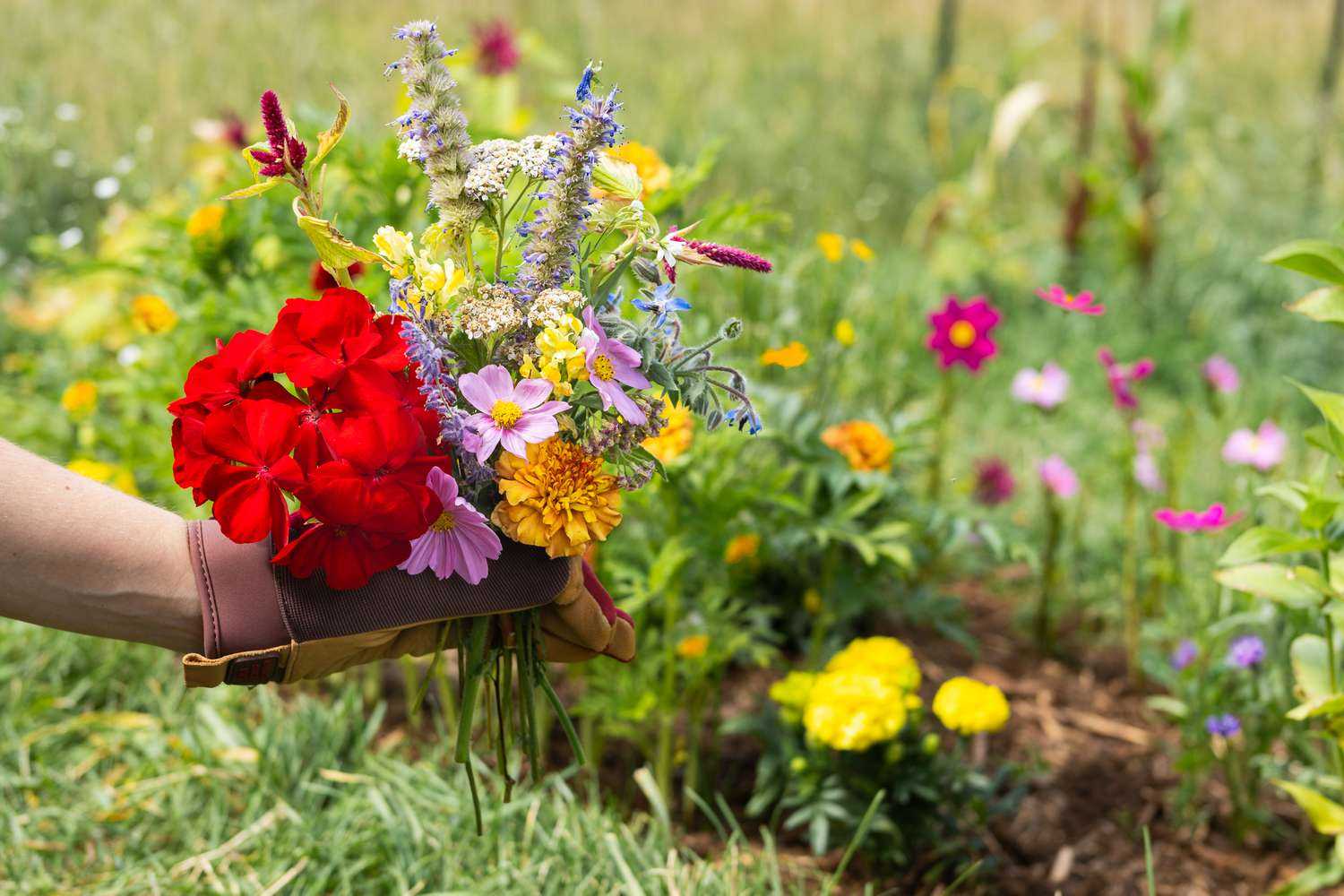 How To Grow Cutting Garden Tips For A Beautiful Bloom