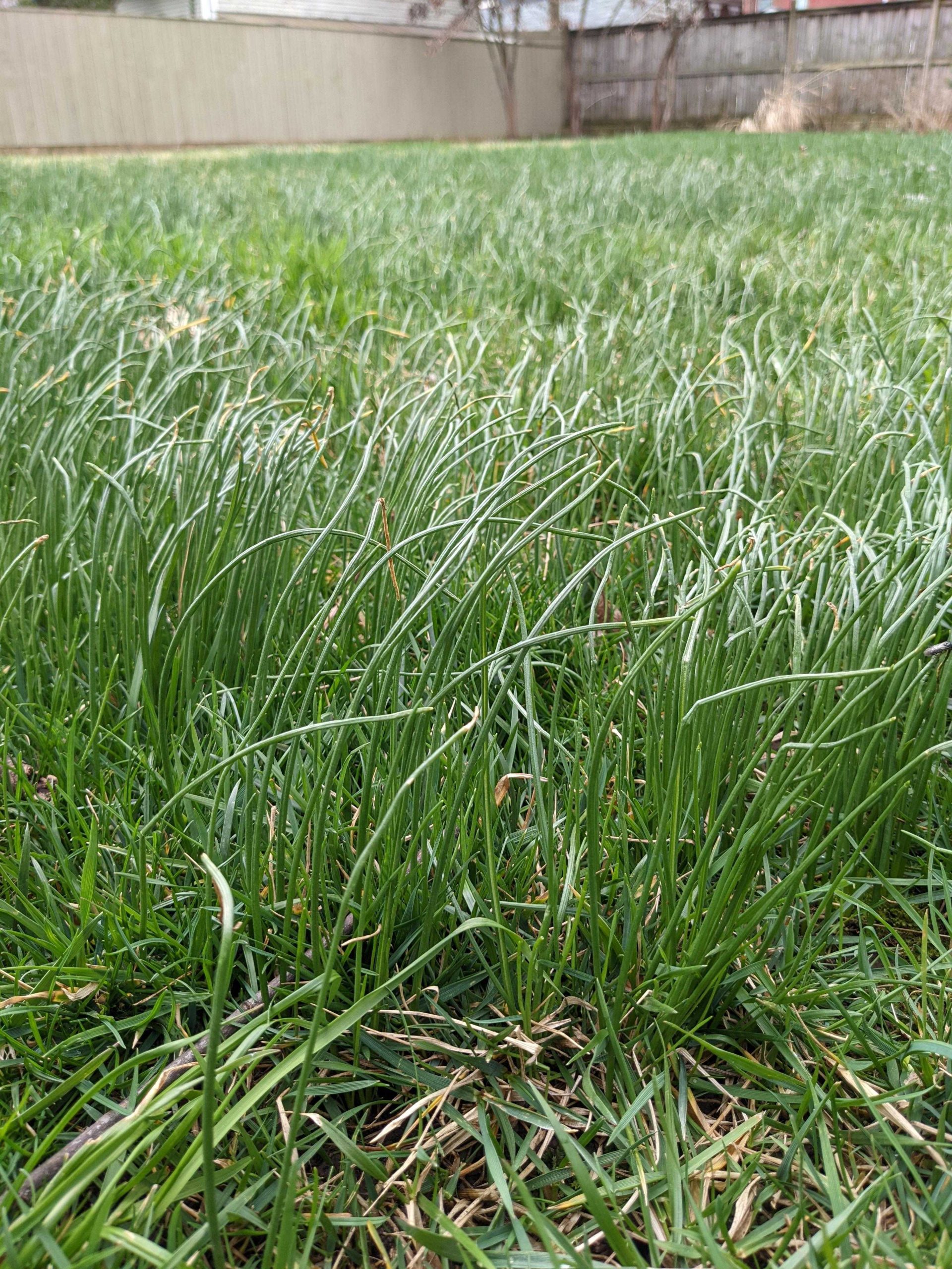 How To Get Rid Of Onion Grass Effective Strategies Explained