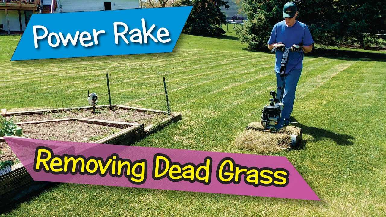 How To Remove Dead Grass From Lawn StepByStep Guide