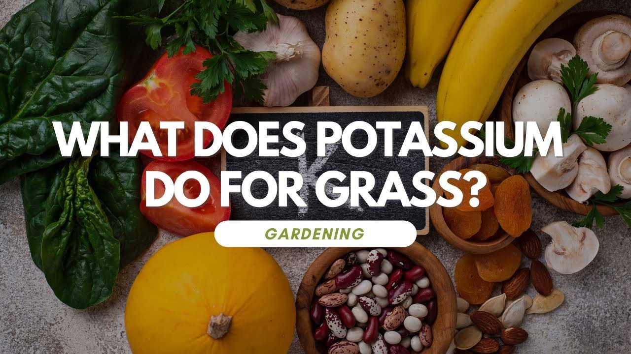 What Does Potassium Do For Grass Essential Benefits Explained