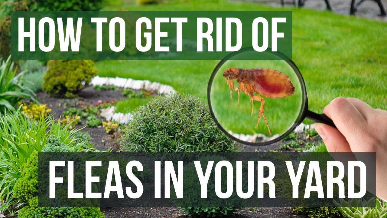 How To Get Rid Of Fleas In Your Yard Naturally Today