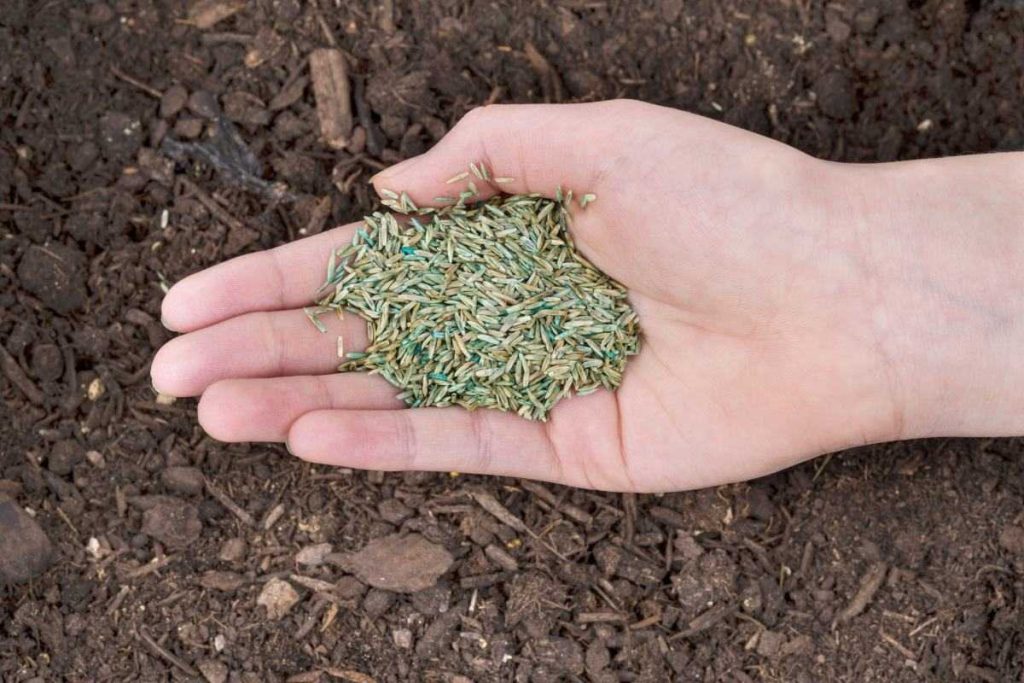 How To Plant Grass Seed On Hard Dirt For Successful Growth