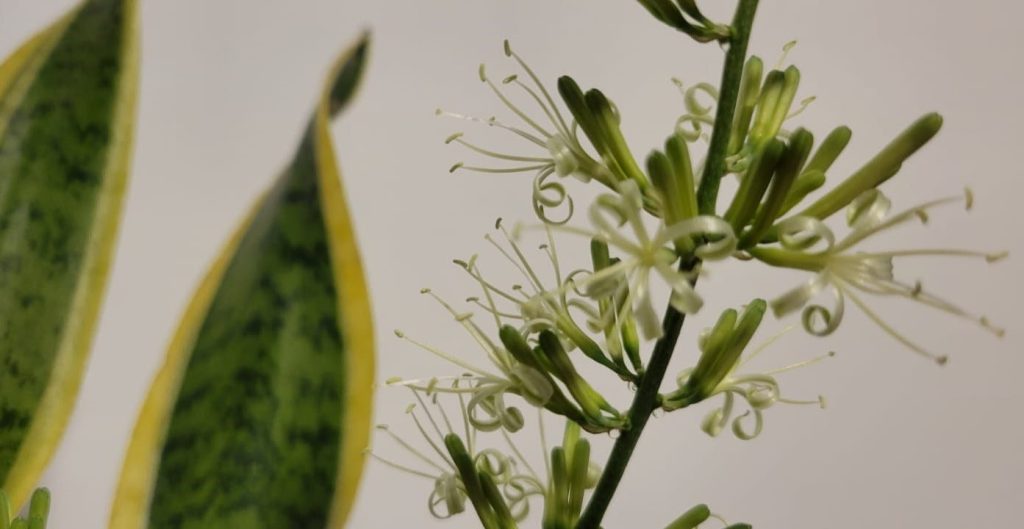 Have You Ever Seen Flowers on a Snake Plant