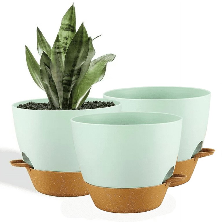 Holes In Snake Plant | Reasons And Solutions