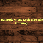 What Does Bermuda Grass Look Like When It Starts Growing
