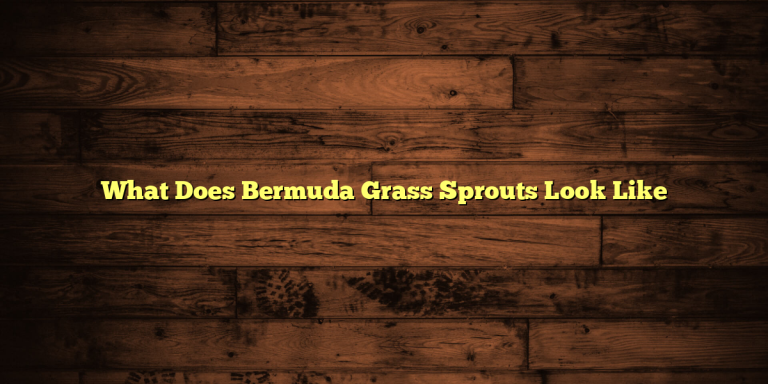 What Does Bermuda Grass Sprouts Look Like