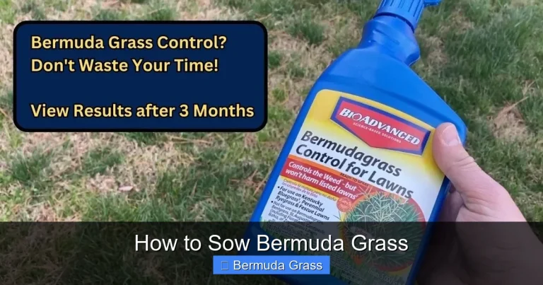 How to Sow Bermuda Grass