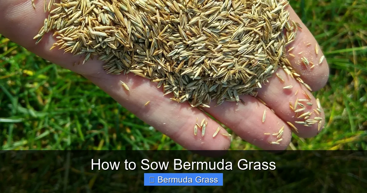 How to Sow Bermuda Grass