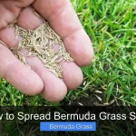 How to Spread Bermuda Grass Seed