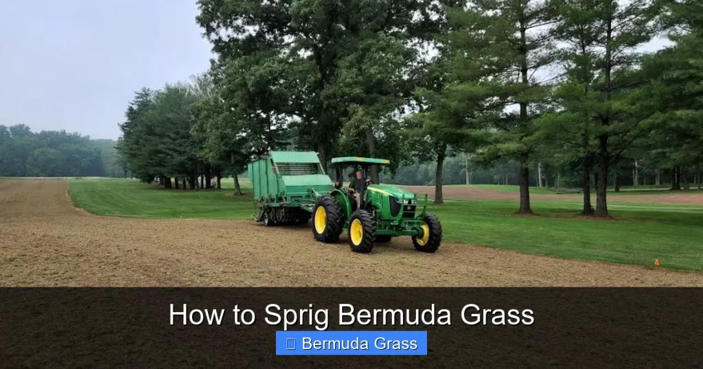 How to Sprig Bermuda Grass