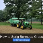 How to Sprig Bermuda Grass