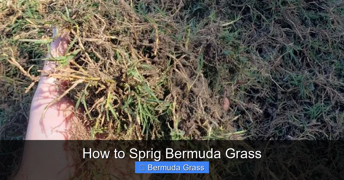 How to Sprig Bermuda Grass
