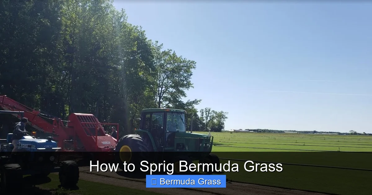 How to Sprig Bermuda Grass