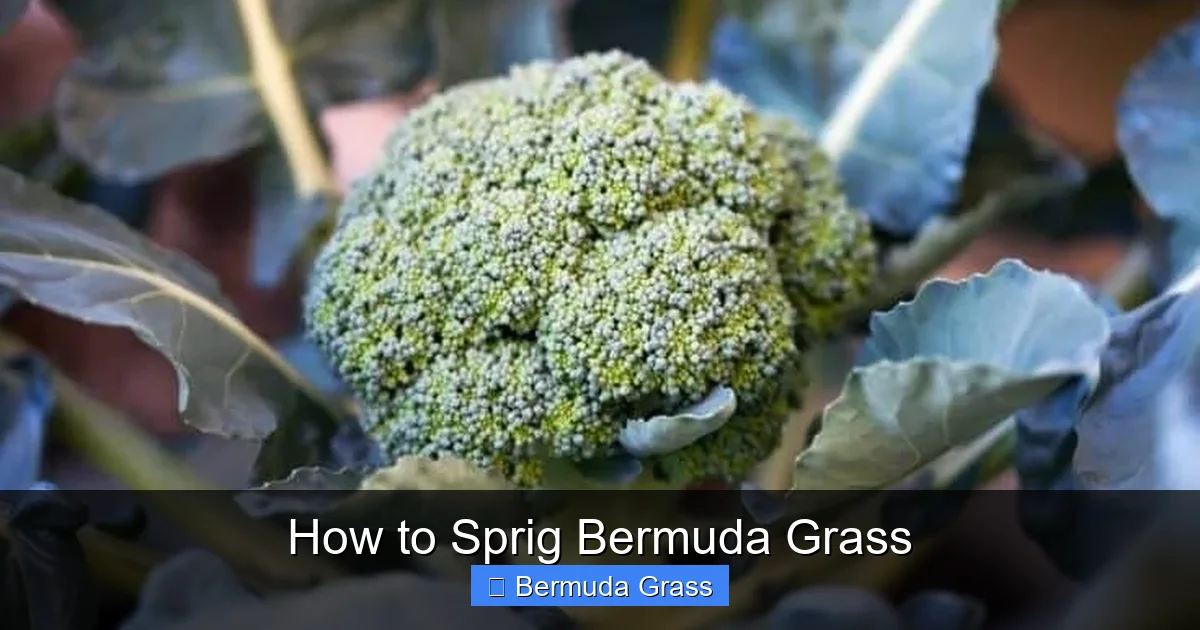 How to Sprig Bermuda Grass