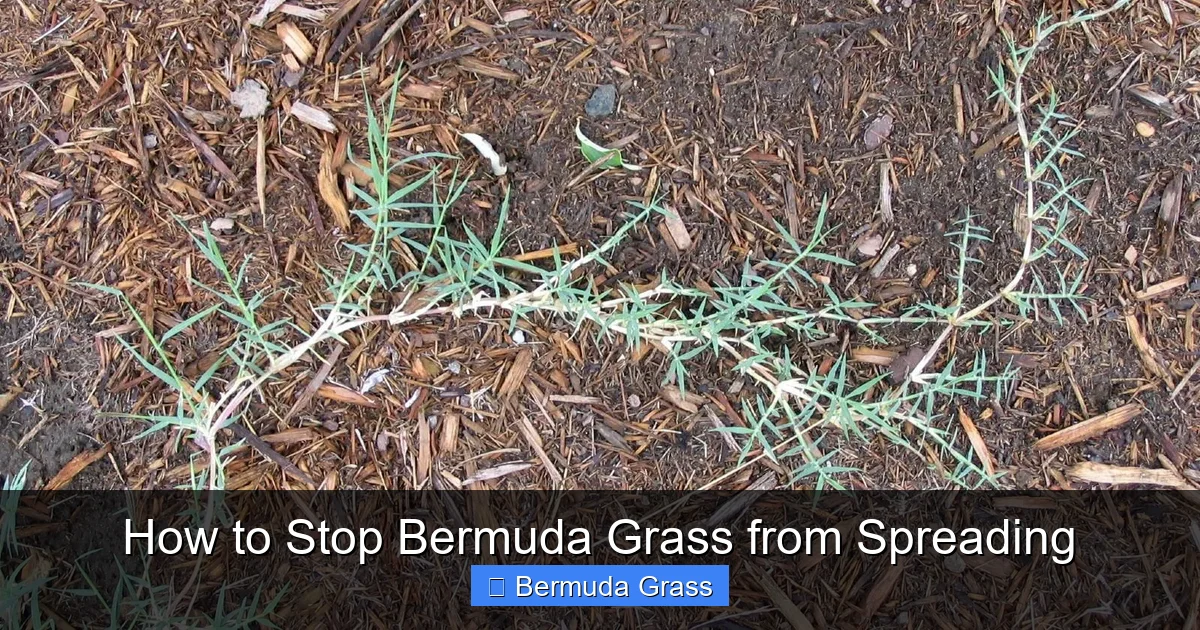 How to Stop Bermuda Grass from Spreading