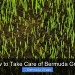 How to Take Care of Bermuda Grass