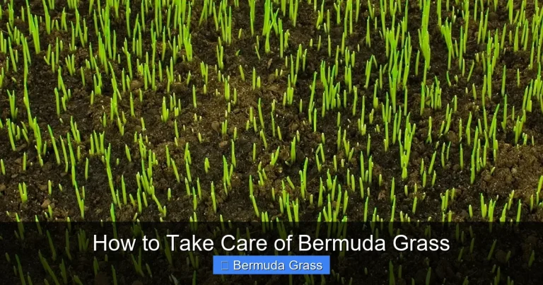 How to Take Care of Bermuda Grass