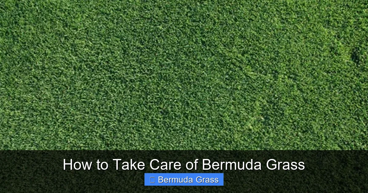How to Take Care of Bermuda Grass