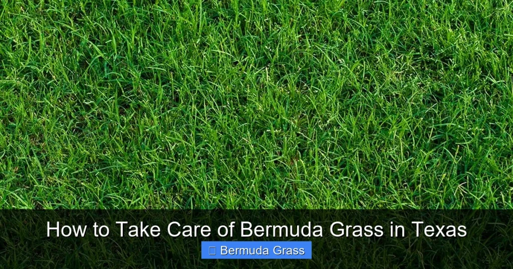 How to Take Care of Bermuda Grass in Texas