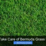 How to Take Care of Bermuda Grass in Texas