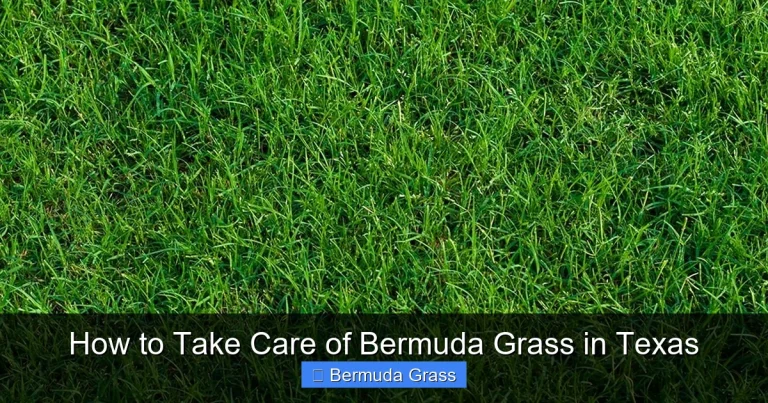How to Take Care of Bermuda Grass in Texas