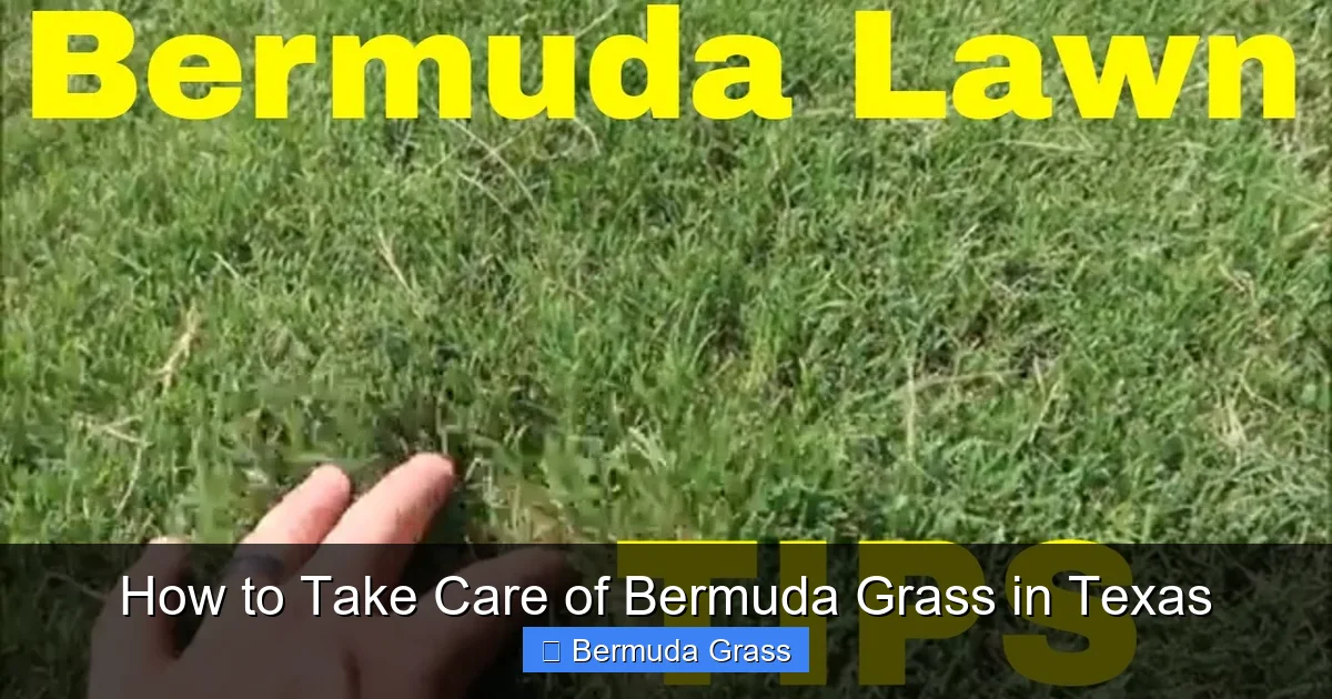 How to Take Care of Bermuda Grass in Texas