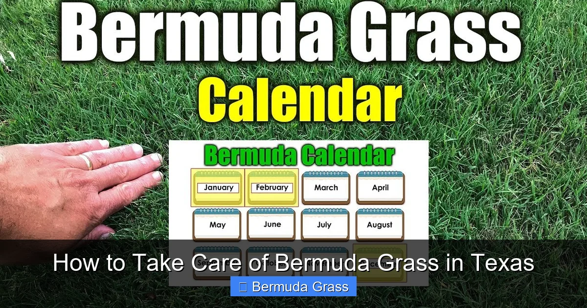 How to Take Care of Bermuda Grass in Texas