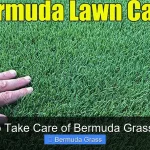 How to Take Care of Bermuda Grass Lawn
