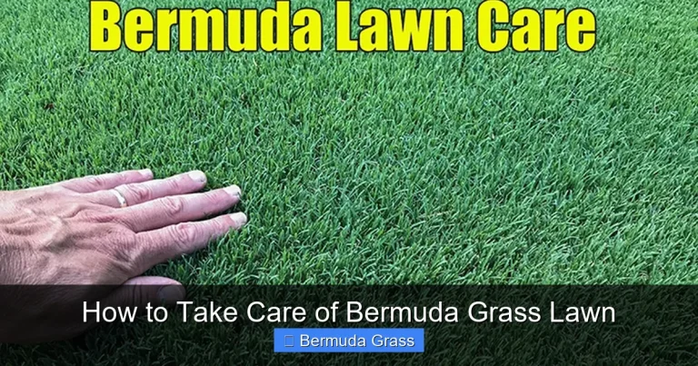 How to Take Care of Bermuda Grass Lawn
