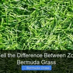 How to Tell the Difference Between Zoysia and Bermuda Grass