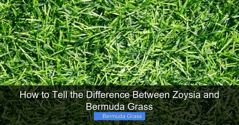 How to Tell the Difference Between Zoysia and Bermuda Grass