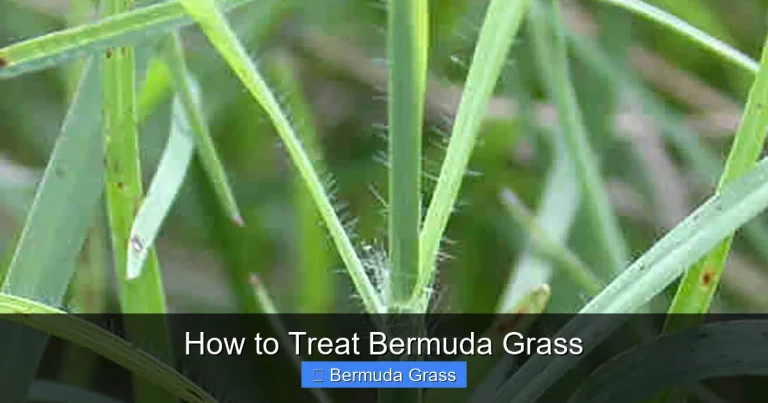 How to Treat Bermuda Grass