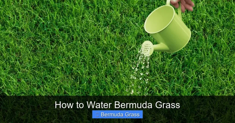 How to Water Bermuda Grass