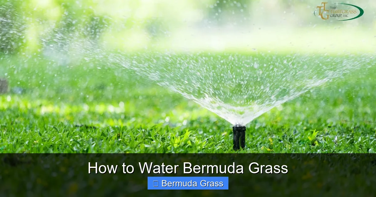 How to Water Bermuda Grass