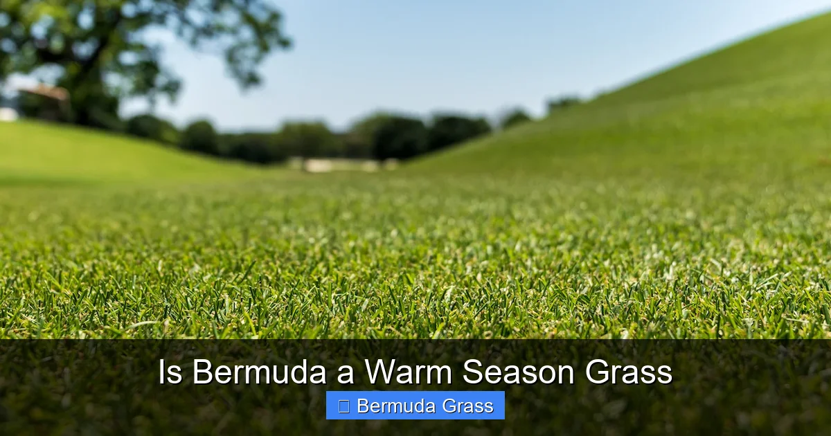 Is Bermuda a Warm Season Grass