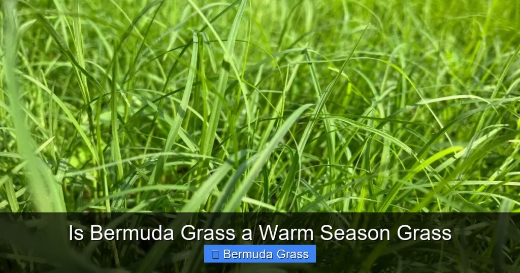 Is Bermuda Grass a Warm Season Grass