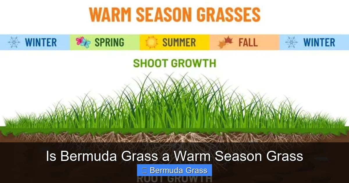 Is Bermuda Grass a Warm Season Grass
