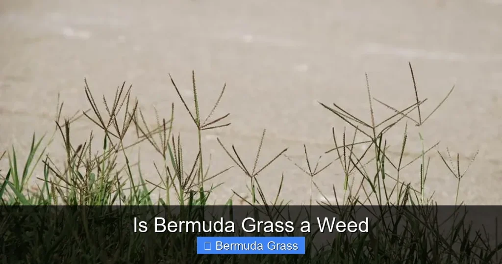 Is Bermuda Grass a Weed