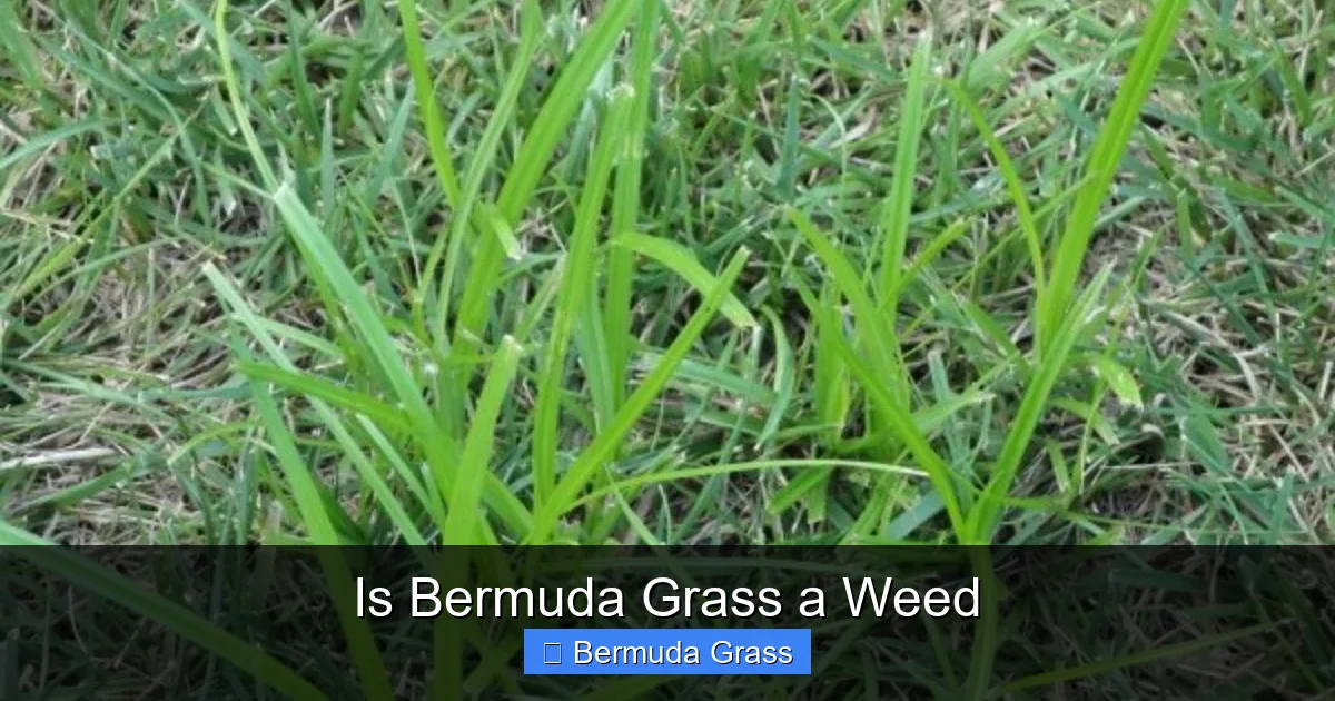 Is Bermuda Grass a Weed